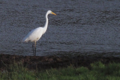 Great White Egret, Loudon Pond, Clyde