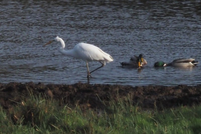 Great White Egret, Loudon Pond, Clyde