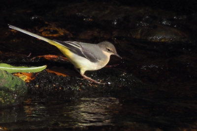 Grey Wagtail, Burn of Mar, Clyde