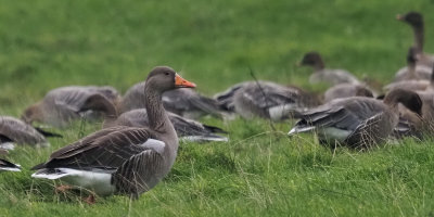 Greylag Goose with Pink-footed Geese, near Croftamie, Clyde