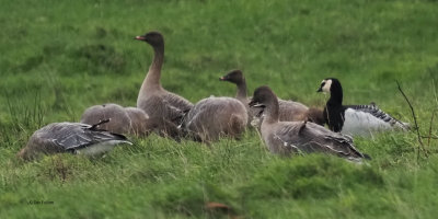 Barnacle Goose with Pink-footed Geese, near Croftamie, Clyde