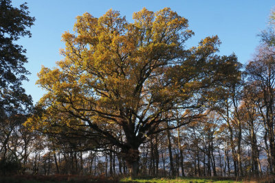 Ancient Oak tree, RSPB Loch Lomond