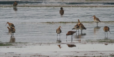 Black-tailed Godwits, Ring Point, Clyde
