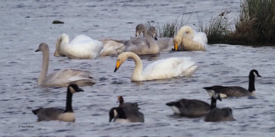 Whooper Swans, Net Bay-RSPB Loch Lomond, Clyde