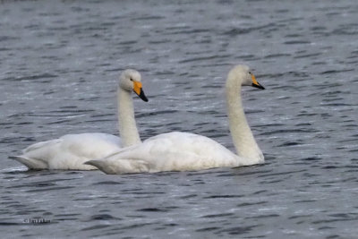 Whooper Swans, Net Bay-RSPB Loch Lomond, Clyde