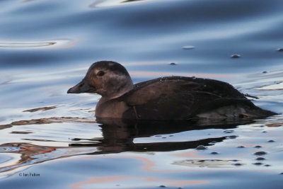 Long-tailed Duck, Loch Lomond. Clyde