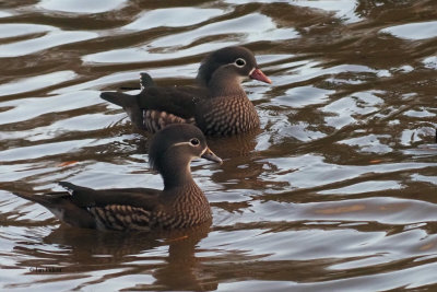 Mandarin Ducks, Loch Lomond. Clyde