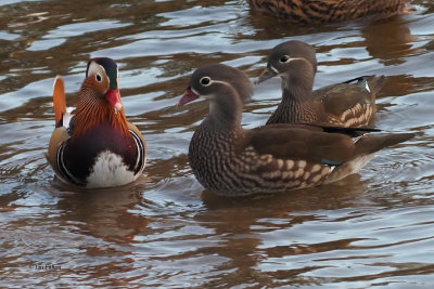 Mandarin Ducks, Loch Lomond. Clyde