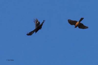 Raven & Sparrowhawk, Dumbarton Castle, Clyde