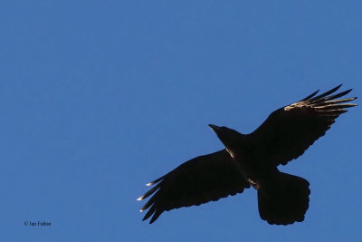 Raven, Dumbarton Castle, Clyde