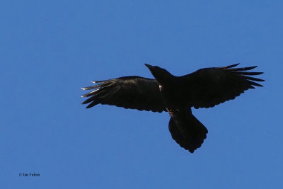 Raven, Dumbarton Castle, Clyde