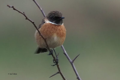 Stonechat, Ardmore Point, Clyde