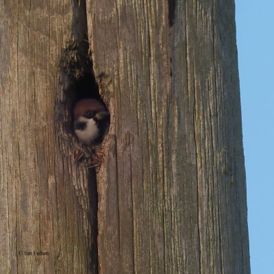 Tree Sparrow, Hillhead-Croftamie, Clyde