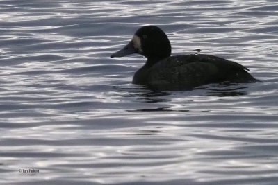 Scaup, Strathclyde Loch, Clyde