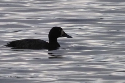 Scaup, Strathclyde Loch, Clyde