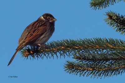 Reed Bunting, Burncrooks Reservoir, Clyde