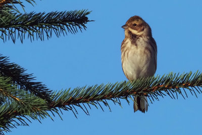 Reed Bunting, Burncrooks Reservoir, Clyde