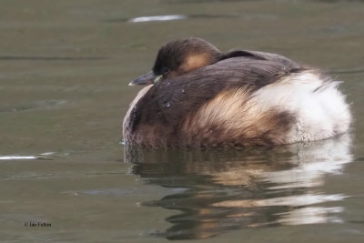 Little Grebe puffed up against the cold, Victoria Park, Glasgow