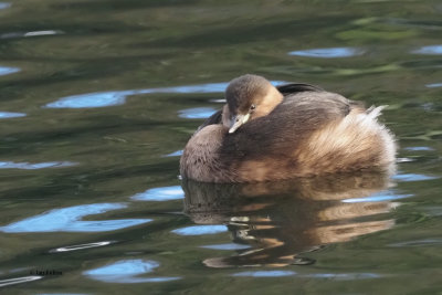 Little Grebe puffed up against the cold, Victoria Park, Glasgow