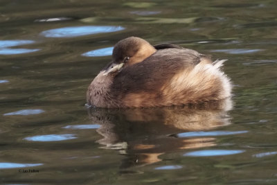 Little Grebe puffed up against the cold, Victoria Park, Glasgow