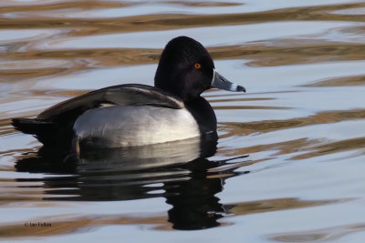 Ring-necked Duck, Victoria Park Pond, Glasgow