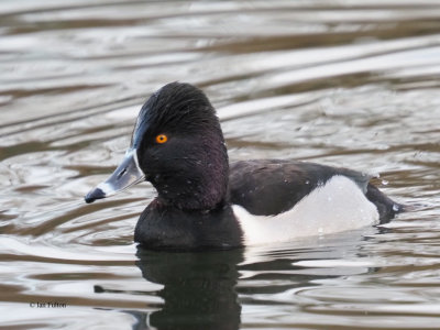 Ring-necked Duck, Victoria Park Pond, Glasgow