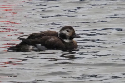 Long-tailed Duck, Balloch-Loch Lomond, Clyde