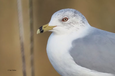 Ring-billed Gull, Strathclyde CP, Clyde