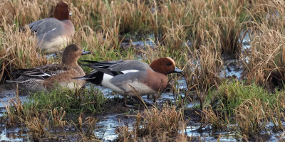 Wigeon, RSPB Baron's Haugh, Clyde
