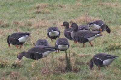 Greenland White-fronted Geese, near Croftamie, Clyde