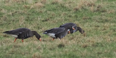 Greenland White-fronted Geese, by Croftamie, Clyde
