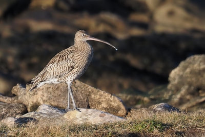 Curlew, Fife Ness