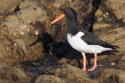 Oyestercatcher, Fife Ness