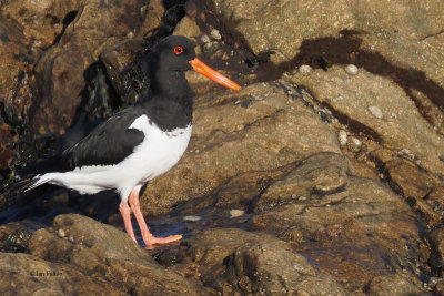 Oyestercatcher, Fife Ness