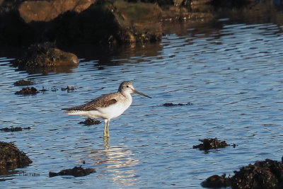 Greenshank, Fife Ness