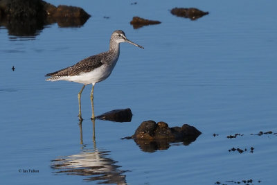 Greenshank, Fife Ness