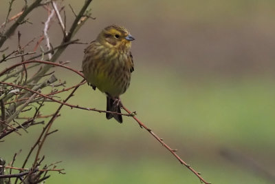 Yellowhammer, Crail, Fife