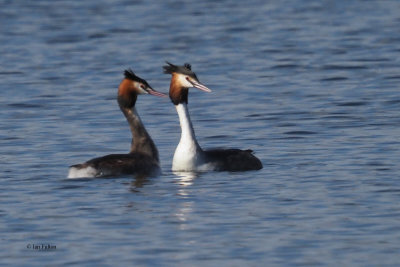 Great Crested Grebes, Hogganfield Loch, Clyde