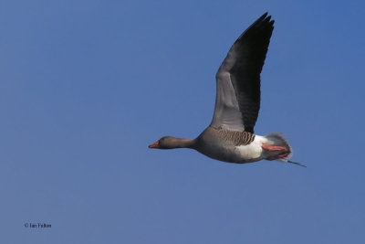Greylag Goose, Woodend Loch, Clyde