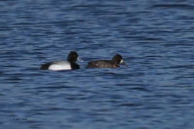 Lesser Scaup, Woodend Loch, Clyde