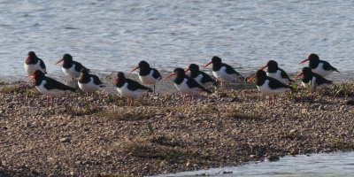 Oystercatchers, Endrick Water, Clyde