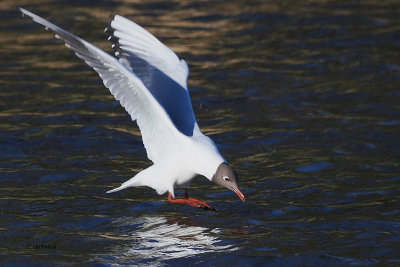 Black-headed Gull, Auchinlea Park, Glasgow