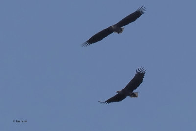 White-tailed Eagles, Loch Lomond