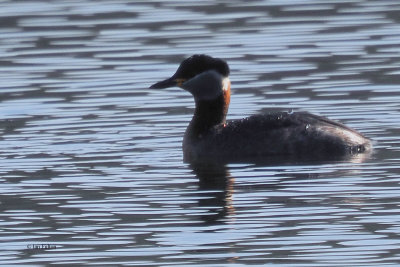 Red-necked Grebe, Hogganfield Loch, Glasgow