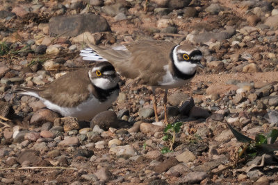 Little Ringed Plovers, Clyde