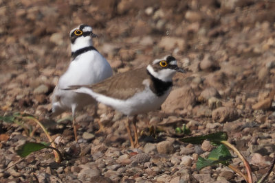 Little Ringed Plovers, Clyde