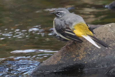 Grey Wagtail, Auchingyle Burn, Clyde