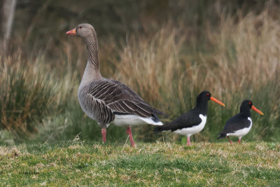 Greylag Goose & Oystercatchers, Crom Mhin-Loch Lomond NNR, Clyde