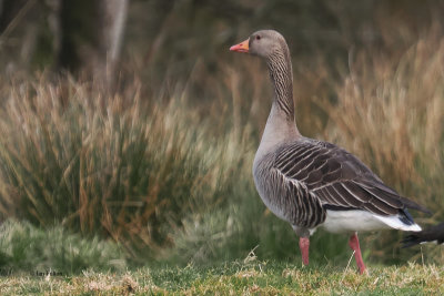 Greylag Goose, Crom Mhin-Loch Lomond NNR, Clyde