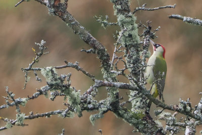 Green Woodpecker, Overtoun-Milton, Clyde